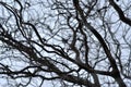 Leafless tree branches perspective. Royalty Free Stock Photo