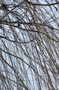 Leafless tree branches perspective. Royalty Free Stock Photo