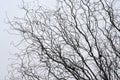 Leafless tree branches perspective. Royalty Free Stock Photo
