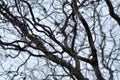 Leafless tree branches perspective. Royalty Free Stock Photo