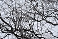 Leafless tree branches perspective. Royalty Free Stock Photo