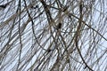 Leafless tree branches perspective. Royalty Free Stock Photo