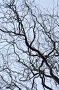 Leafless tree branches perspective. Royalty Free Stock Photo