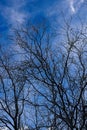 Leafless tree branches silhouetted against a blue sky with scattered wispy clouds, Arizona. Royalty Free Stock Photo
