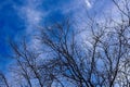Leafless tree branches silhouetted against a blue sky with scattered wispy clouds, Arizona. Royalty Free Stock Photo