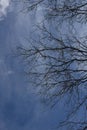Leafless tree branches silhouetted against a blue sky with scattered wispy clouds, Arizona. Royalty Free Stock Photo
