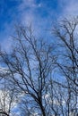 Leafless tree branches silhouetted against a blue sky with scattered wispy clouds, Arizona. Royalty Free Stock Photo