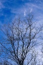 Leafless tree branches silhouetted against a blue sky with scattered wispy clouds, Arizona. Royalty Free Stock Photo