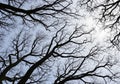 Leafless tree branches stretch against a blue sky, creating Royalty Free Stock Photo