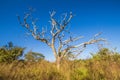 Leafless tree in cerrado, Pirenopolis Royalty Free Stock Photo