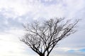 Leafless tree with clouds sky background, Nature at outdoor Royalty Free Stock Photo