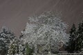 Leafless tree covered with snow at night during snowfall Royalty Free Stock Photo