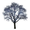 A leafless tree with a dark trunk and intricate branching is set against a white Royalty Free Stock Photo