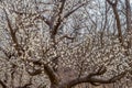 Leafless tree decorated with small white lights Royalty Free Stock Photo