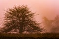 Leafless Tree in a Deep Fog at Grayson Highlands State Park, Virginia Royalty Free Stock Photo