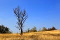 Leafless tree on dry meadow Royalty Free Stock Photo
