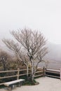 Leafless tree and empty bench on a misty day.