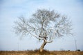 Leafless tree in fall