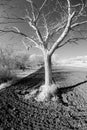 Leafless tree in field