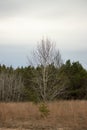 A leafless tree in a field during a cloudy autumn day Royalty Free Stock Photo