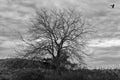 Leafless tree with flying bird, cloudy sky. Black and white photography. Royalty Free Stock Photo