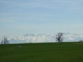 Leafless tree in front of a spring mountain landscape Royalty Free Stock Photo