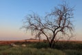 Singe tree without leaves and grasslands landscape