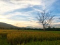 Leafless tree in the half rice field and paddy field with mountain on sunset. Royalty Free Stock Photo