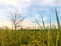 Leafless tree in the half rice field and paddy field with mountain on sunset. Royalty Free Stock Photo