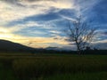 Leafless tree in the half rice field and paddy field with mountain on sunset. Royalty Free Stock Photo