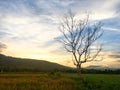 Leafless tree in the half rice field and paddy field with mountain on sunset. Royalty Free Stock Photo