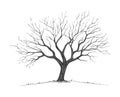 Leafless tree illustration with detailed branches in black and white. Royalty Free Stock Photo