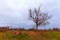 Tree without leaves inserted in a natural biotope in autumn.