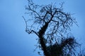 Leafless tree with intertwined branches