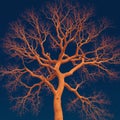 A leafless tree with an intricate network of branches spreads against a dark blue nigh Royalty Free Stock Photo