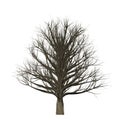 Leafless tree isolated on white background, 3D Illustration