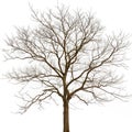 Leafless tree isolated on white background Royalty Free Stock Photo
