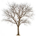 Leafless tree isolated on white background Royalty Free Stock Photo