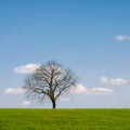 Leafless Tree Royalty Free Stock Photo