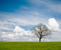 Leafless Tree Royalty Free Stock Photo