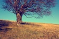 Leafless tree on meadow Royalty Free Stock Photo