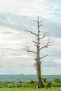 Leafless tree in the meadow Royalty Free Stock Photo