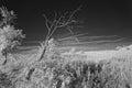Leafless tree in meadow in infrared Royalty Free Stock Photo