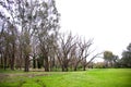 Leafless tree in Oddies creek park open space area,Albury. NSW