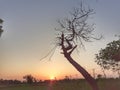 Leafless tree in our village land fields  . Royalty Free Stock Photo