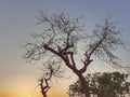 Leafless tree in our village land fields . Royalty Free Stock Photo