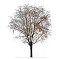 Leafless tree photo isolated on white