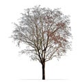 Leafless tree photo isolated on white Royalty Free Stock Photo
