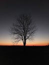 A leafless tree photographed on the horizon at the end of the day and the beginning of the night Royalty Free Stock Photo