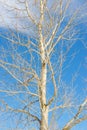 Leafless tree in the Pyrenees Royalty Free Stock Photo